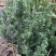 曼迪亚红豆杉种植季节到了，欢迎新老客户惠顾