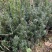 曼迪亚红豆杉种植季节到了，欢迎新老客户惠顾