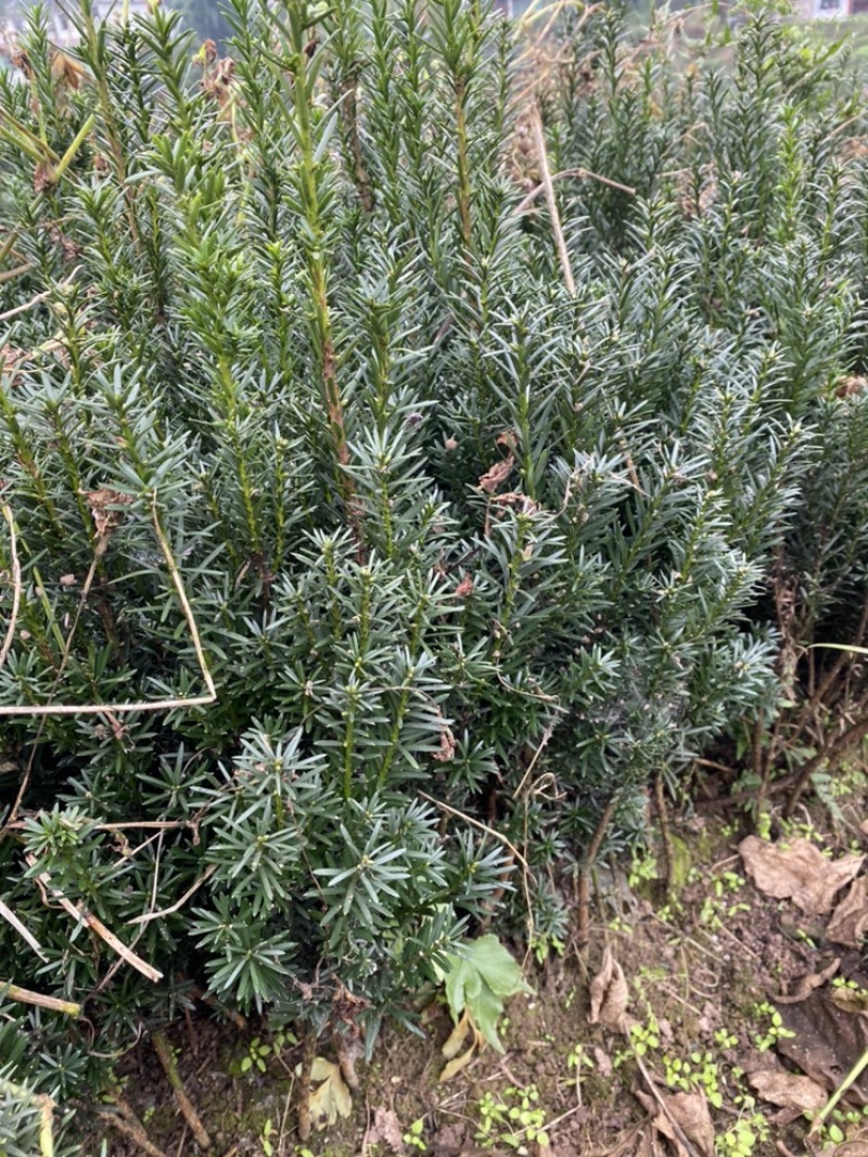 曼迪亚红豆杉种植季节到了，欢迎新老客户惠顾