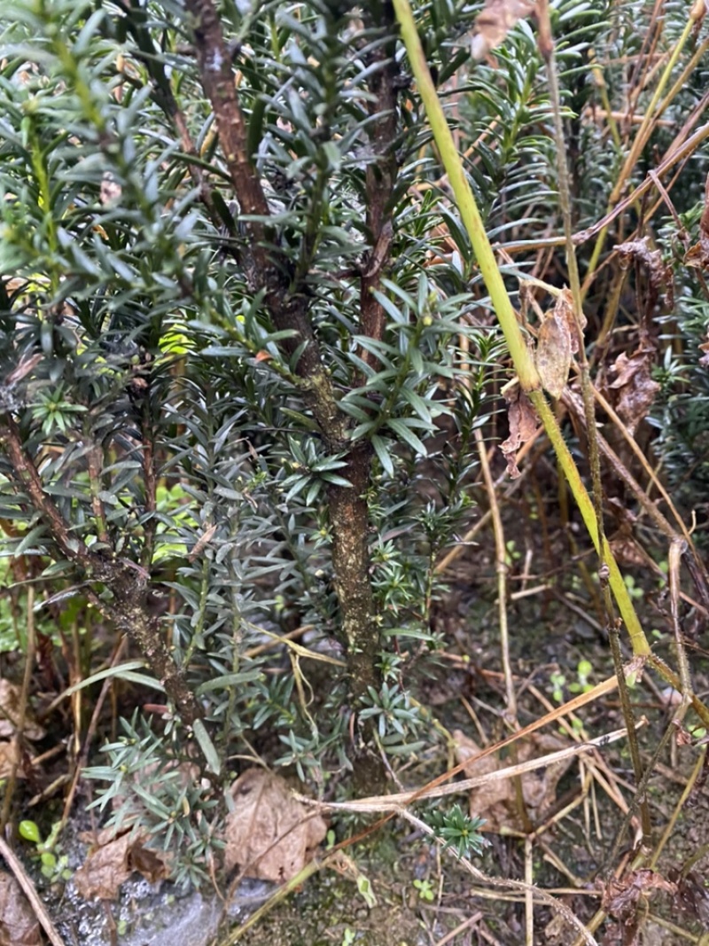 曼迪亚红豆杉种植季节到了，欢迎新老客户惠顾