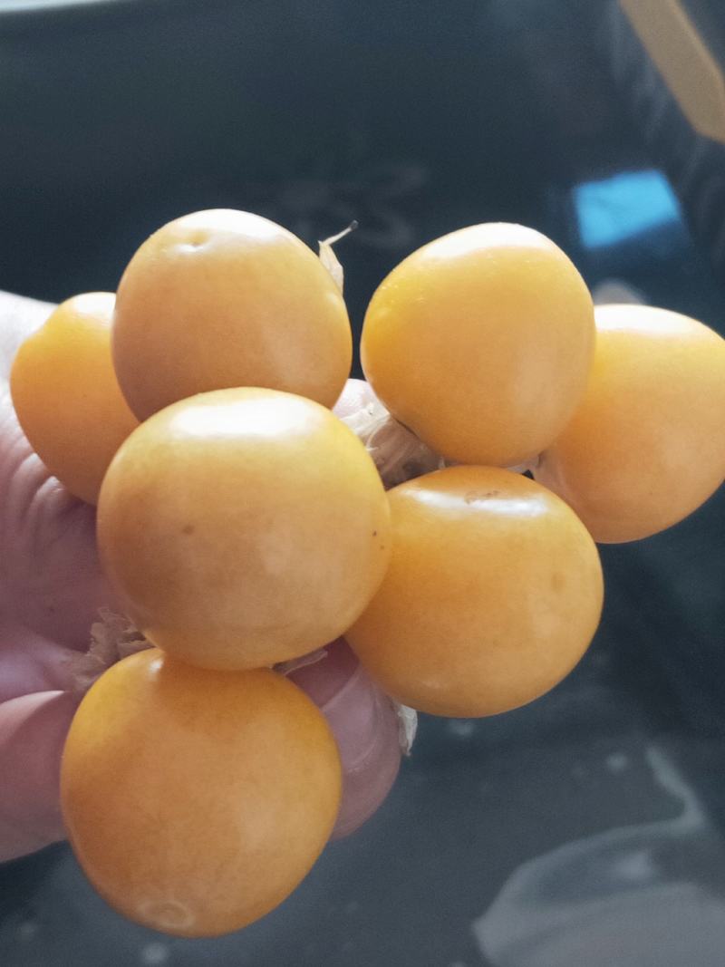 菇娘籽常年批发菇娘籽，保证质量，如果现在播种2个月左右