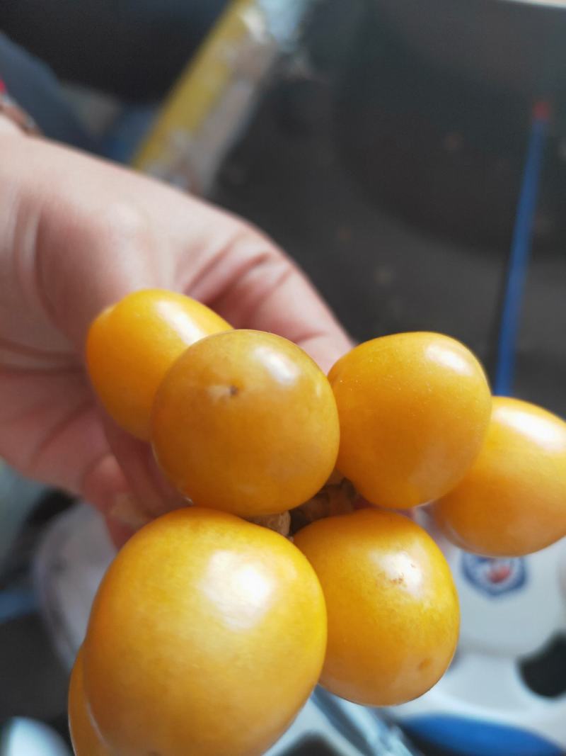 菇娘籽常年批发菇娘籽，保证质量，如果现在播种2个月左右