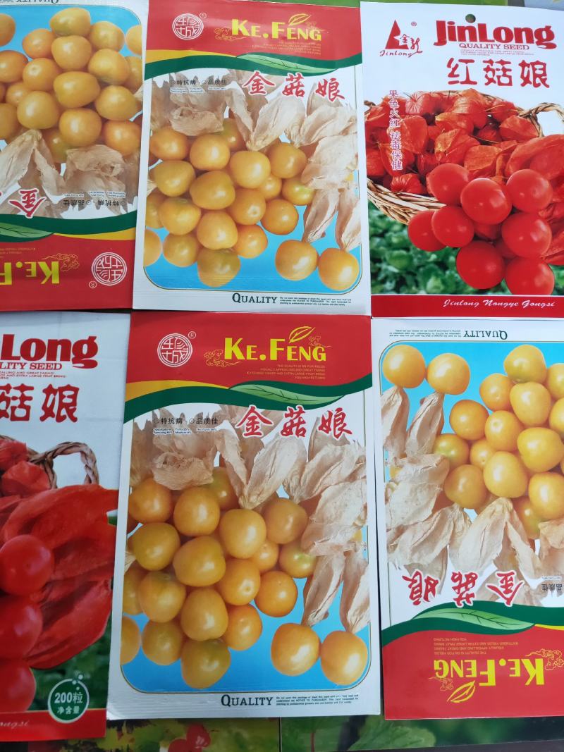 菇娘籽常年批发菇娘籽，保证质量，如果现在播种2个月左右