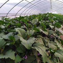 种植基地，直销！湖南茄子苗生产，大量出货中。