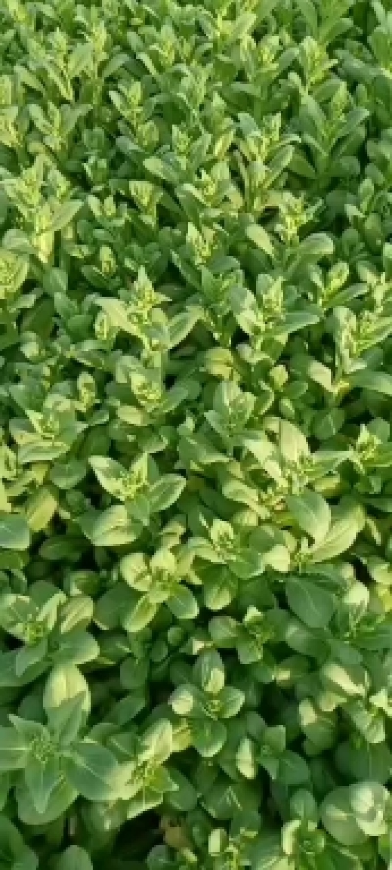 太和县蔬菜基地小油菜上海青代收代办常年供应实力档口可以合