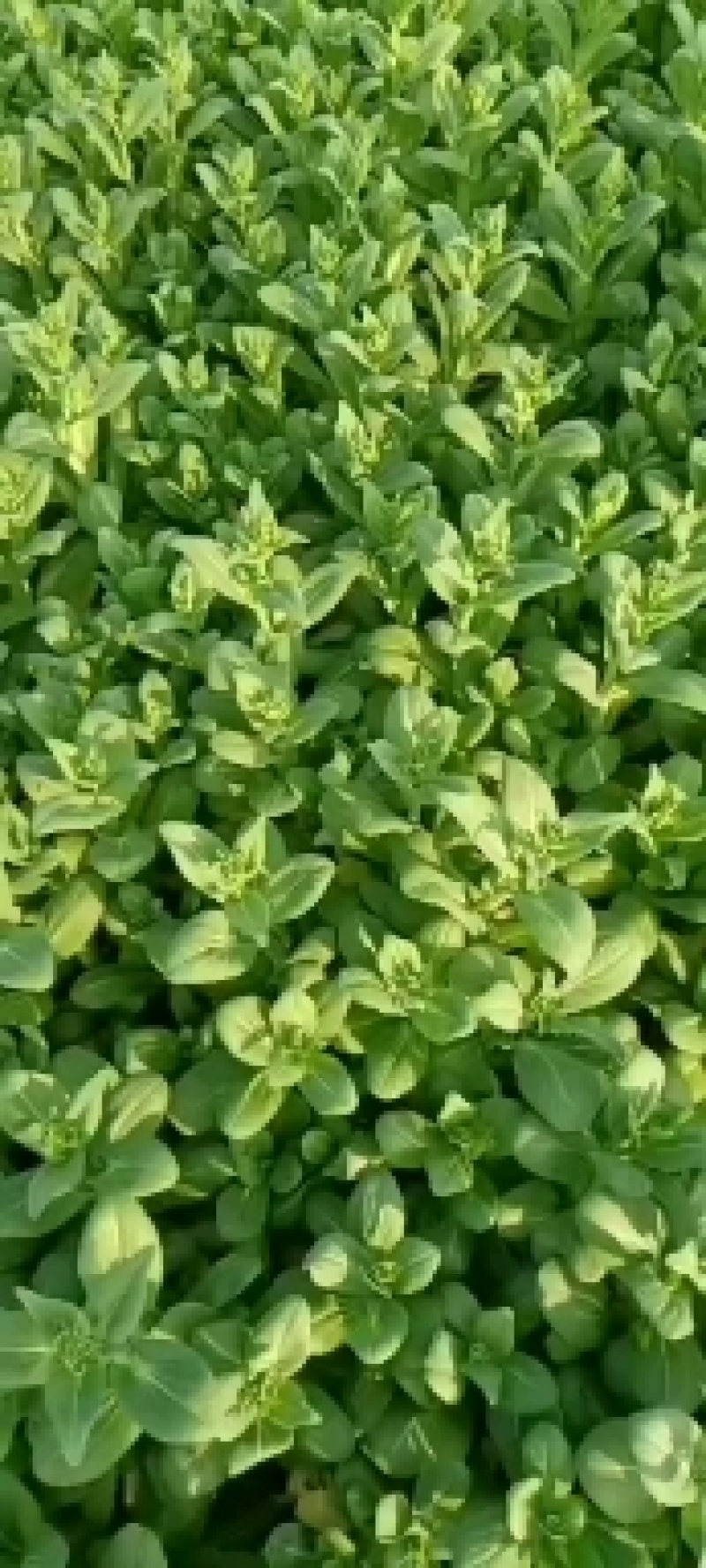 太和县蔬菜基地小油菜上海青代收代办常年供应实力档口可以合