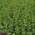 太和县蔬菜基地小油菜菜苔菜心上海青代收代办常年供应实力代