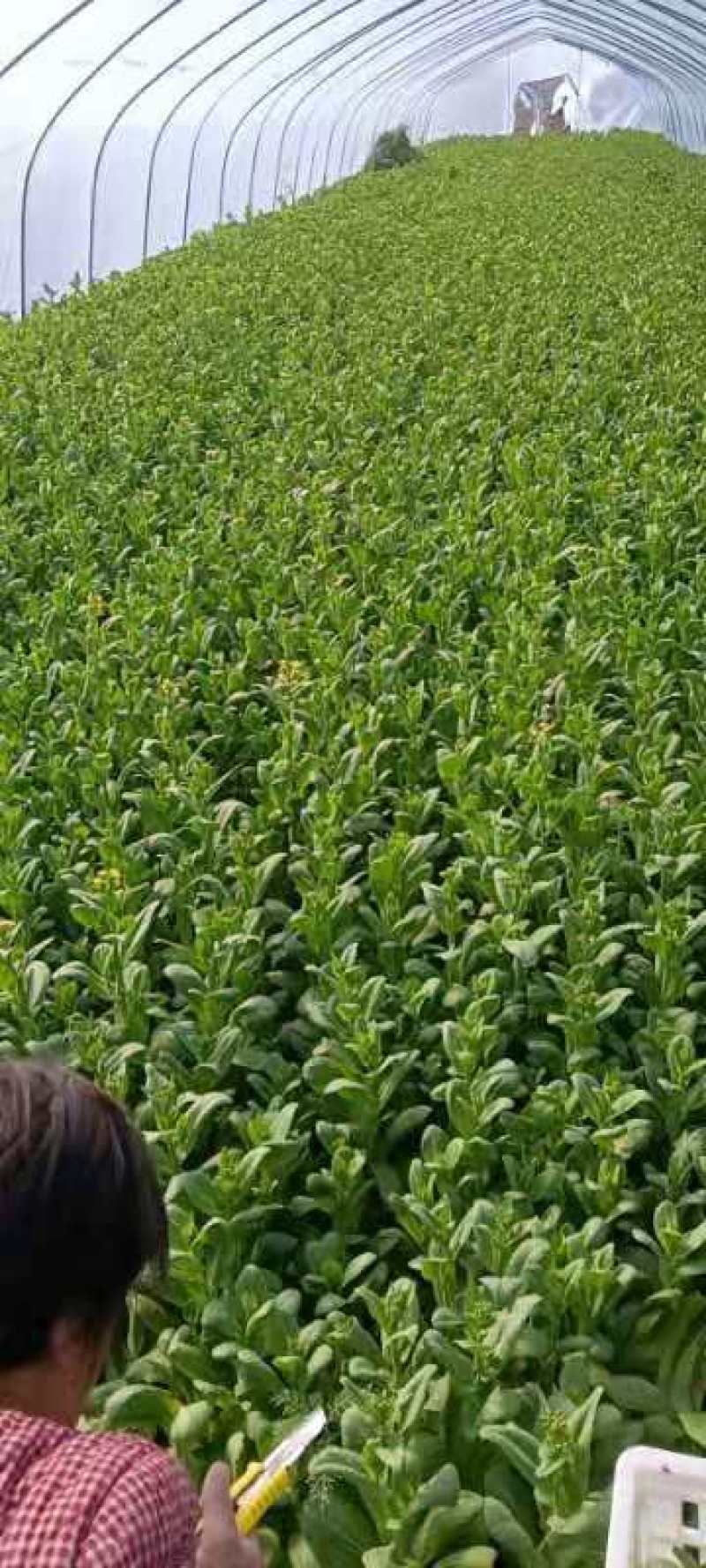 太和县蔬菜基地小油菜菜苔菜心上海青代收代办常年供应实力代