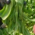 太和县蔬菜基地小油菜菜苔菜心上海青代收代办常年供应实力代