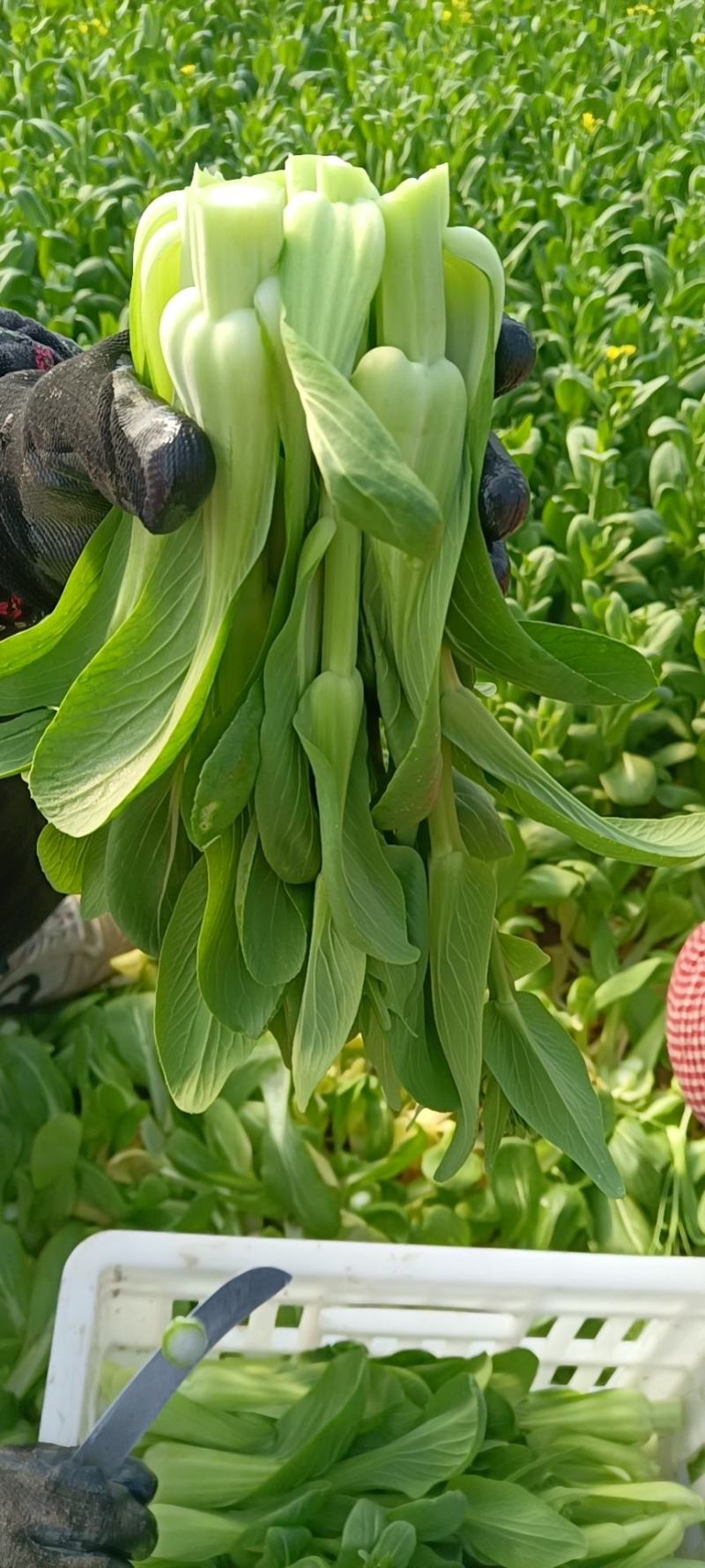 太和县蔬菜基地小油菜菜苔菜心上海青代收代办常年供应实力代
