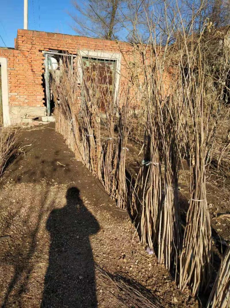 达维大果榛子苗，辽宁省优良品种！