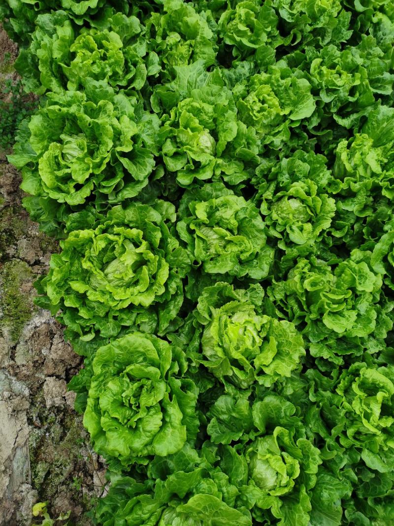 散叶生菜散叶生菜散叶生菜散叶生菜散叶生菜