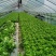 散叶生菜散叶生菜散叶生菜散叶生菜散叶生菜