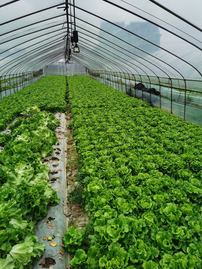 散叶生菜散叶生菜散叶生菜散叶生菜散叶生菜