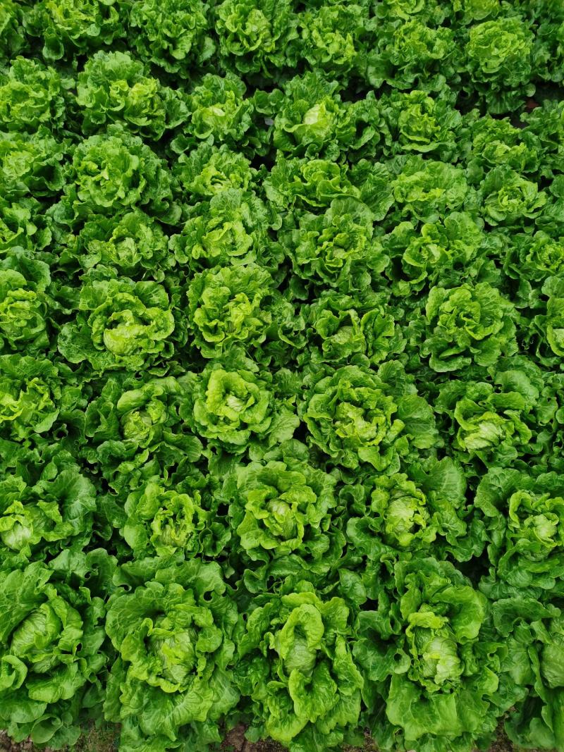 散叶生菜散叶生菜散叶生菜散叶生菜散叶生菜