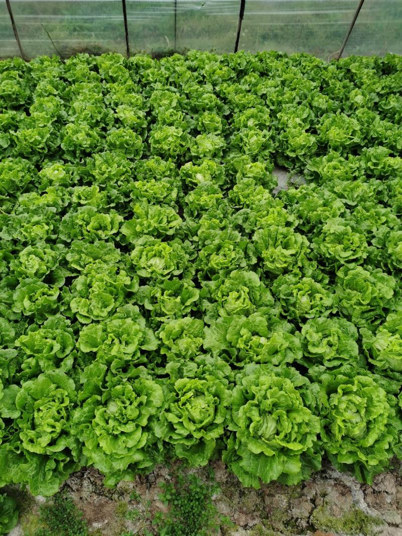 散叶生菜散叶生菜散叶生菜散叶生菜散叶生菜