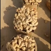 大黄姜-小黄姜-红芽姜*品种齐全、质量保证*代发物流