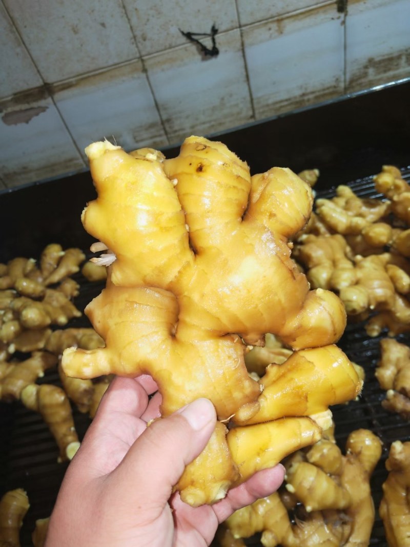 大黄姜-小黄姜-红芽姜*品种齐全、质量保证*代发物流