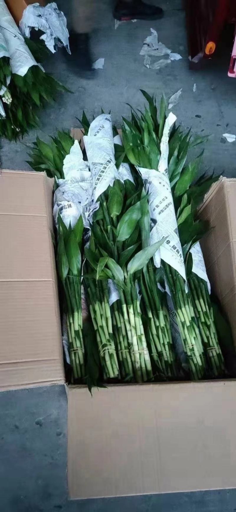 富贵竹，大中小号一捆十只，价格便宜，地摊展会集市热卖