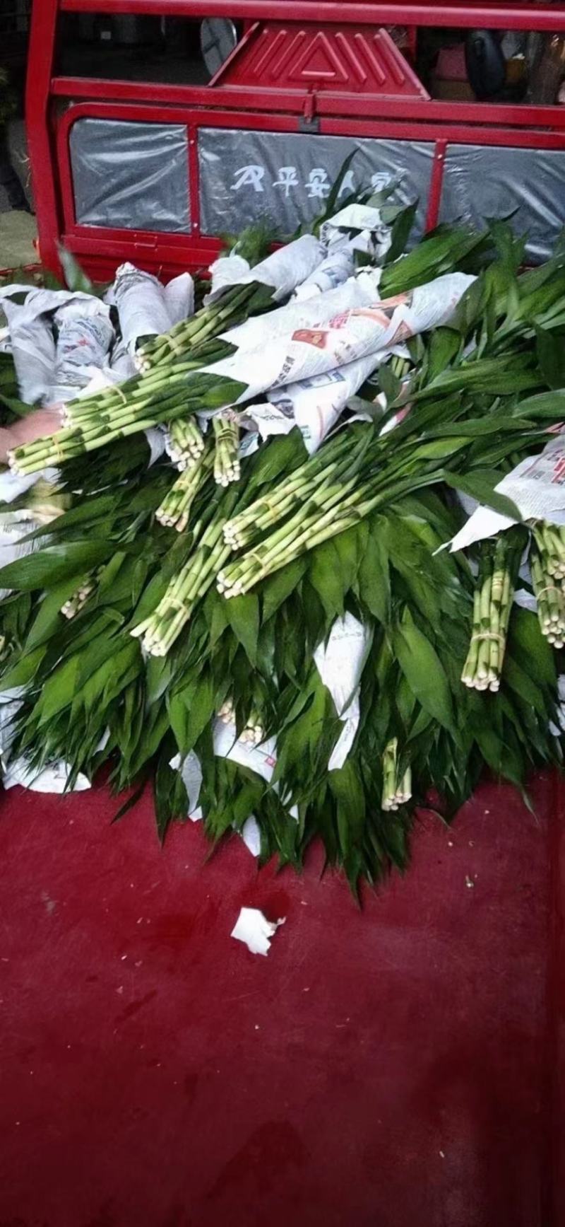 富贵竹，大中小号一捆十只，价格便宜，地摊展会集市热卖