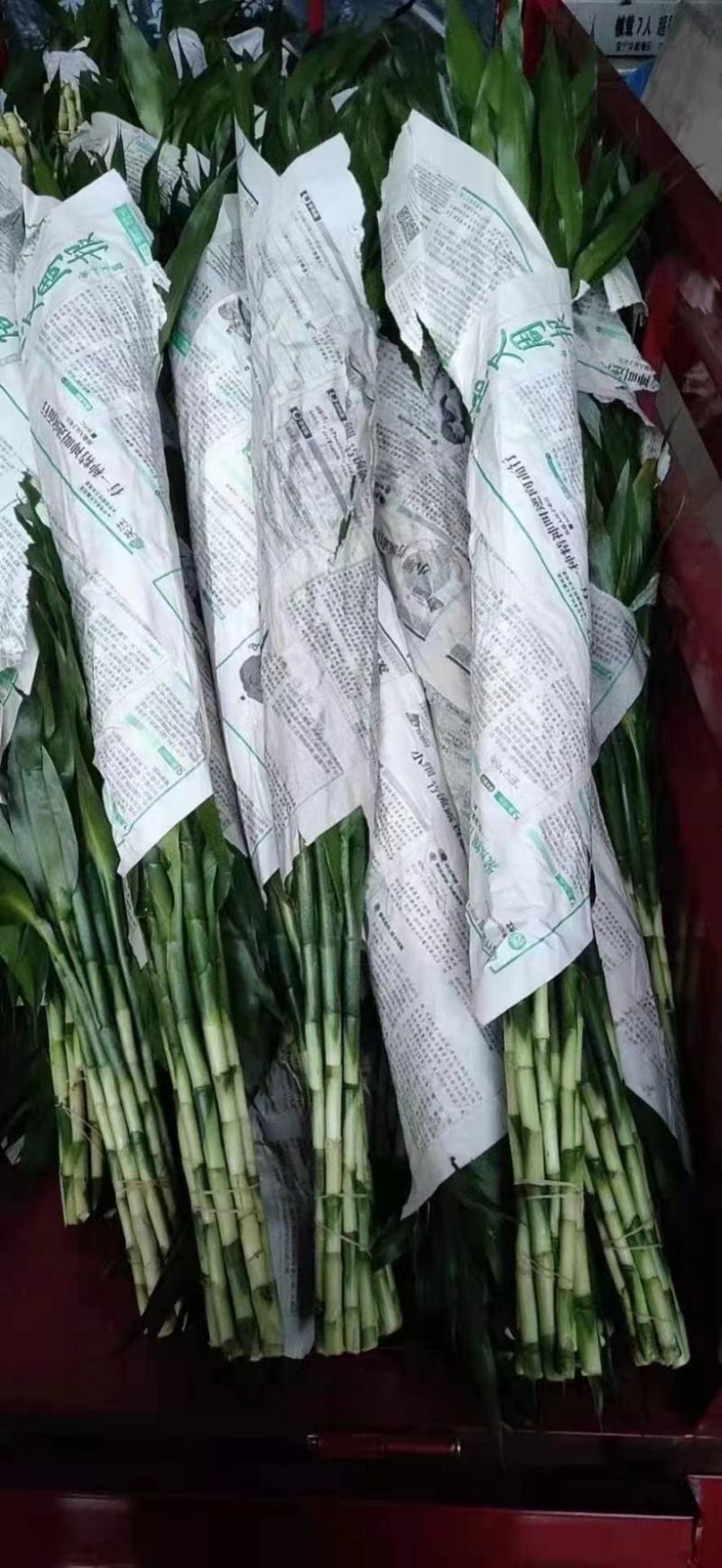 富贵竹，大中小号一捆十只，价格便宜，地摊展会集市热卖