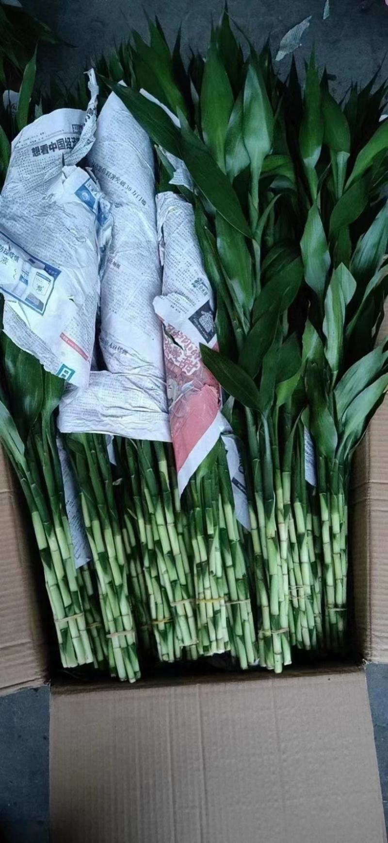 富贵竹，大中小号一捆十只，价格便宜，地摊展会集市热卖