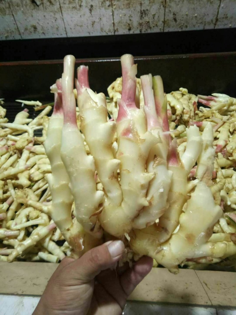 常年大量供应*大黄姜*小黄姜*按需加工*规格齐全