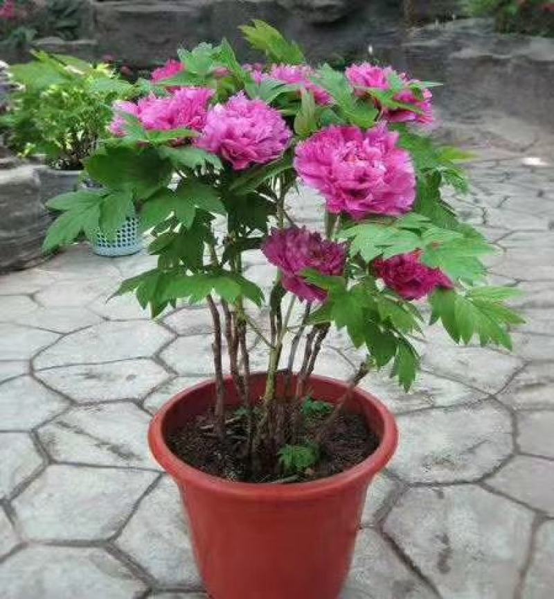 花叶蔓长春，基地直销，常年销售各种绿化苗木。