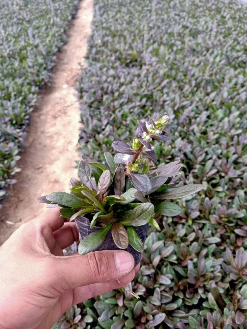 花叶蔓长春，基地直销，常年销售各种绿化苗木。
