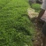 花叶蔓长春,基地直销,常年销售各种绿化苗木。