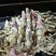 新鲜生姜大量上市*大黄姜*小黄姜*姜母*姜巴*规格齐全