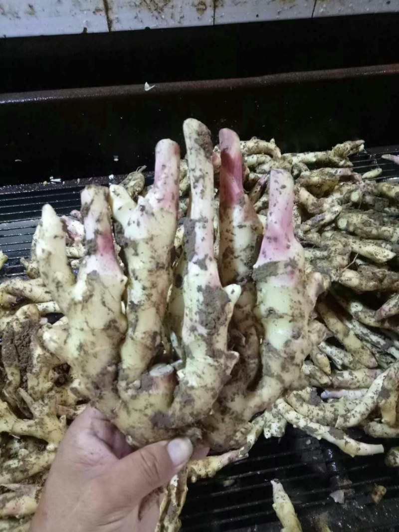 新鲜生姜大量上市*大黄姜*小黄姜*姜母*姜巴*规格齐全