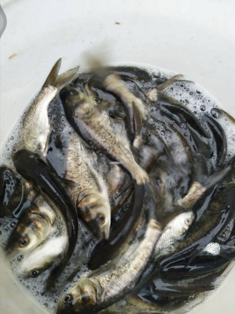 花白鲢，大头鱼，皮毛好，成活率高，抗病毒，