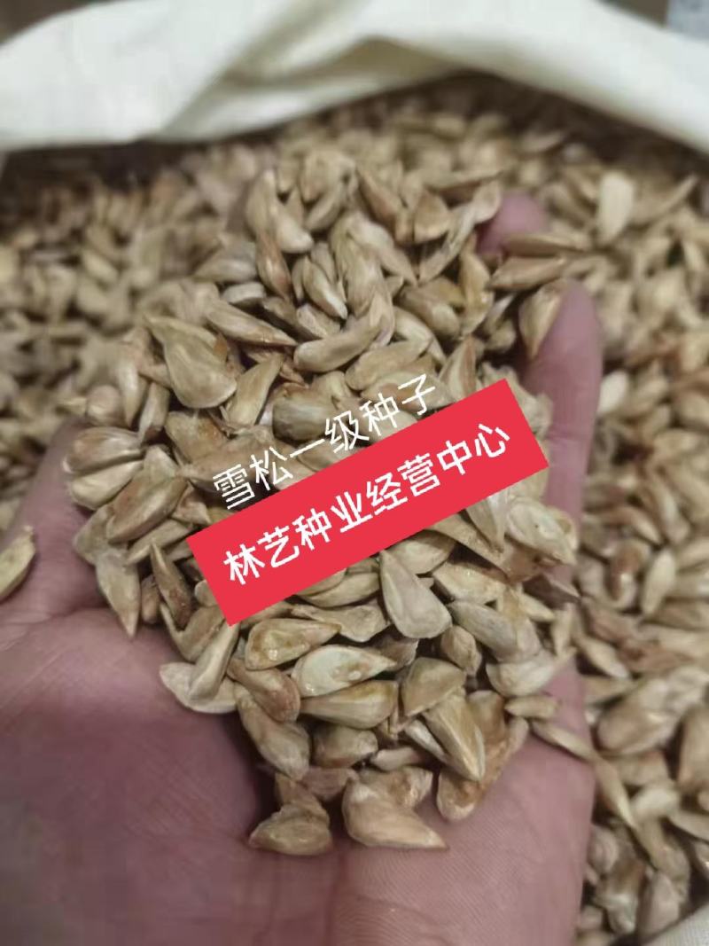 雪松种子新采一级正宗印度雪松树种子进口雪松籽宝塔松树种包