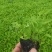 紫花地丁基地直销常年供应各种绿化苗木