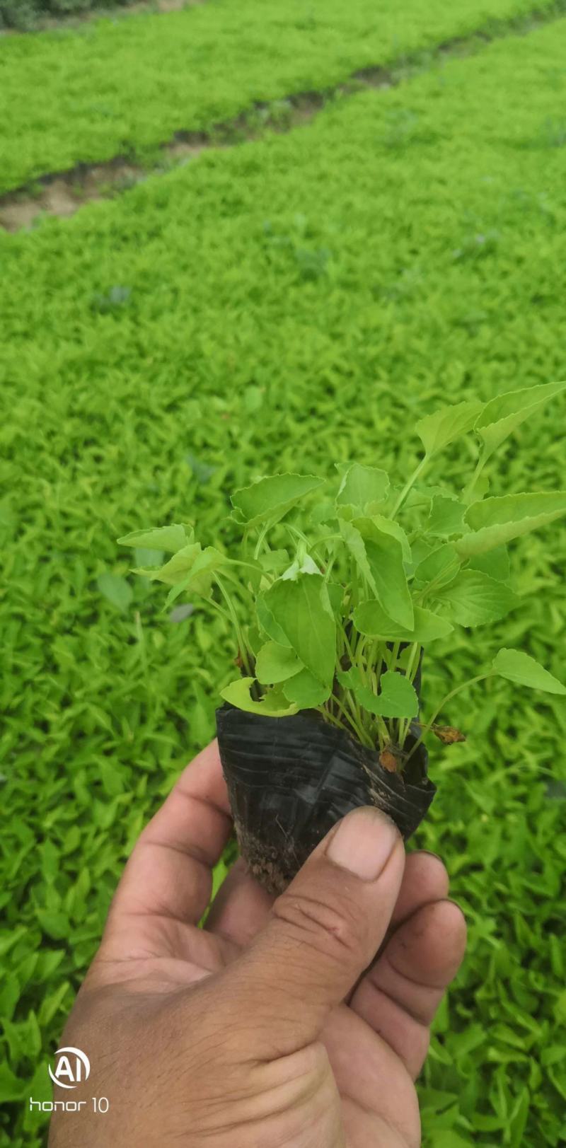 紫花地丁基地直销常年供应各种绿化苗木