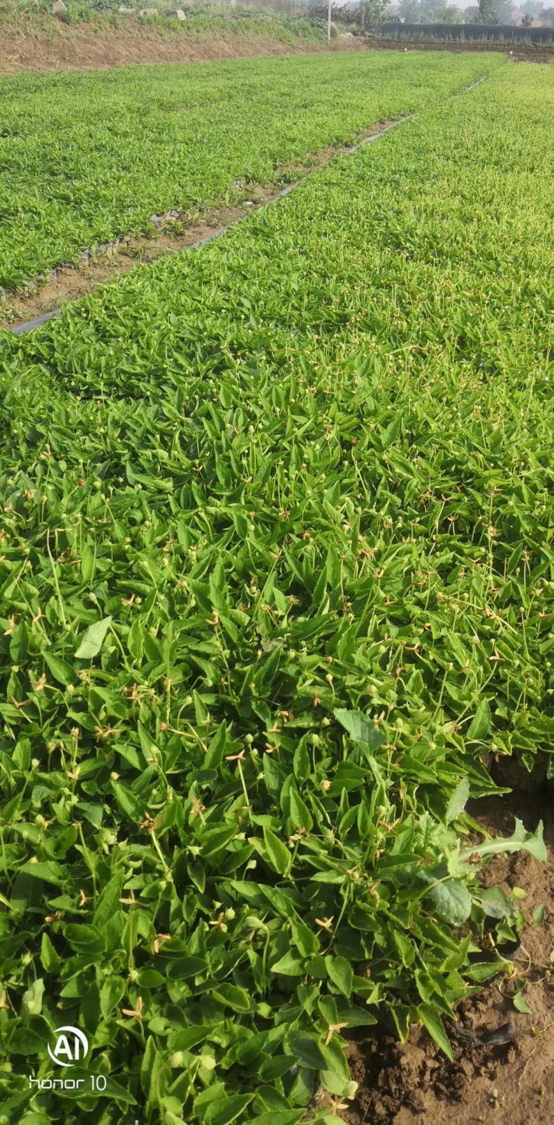 紫花地丁基地直销常年供应各种绿化苗木