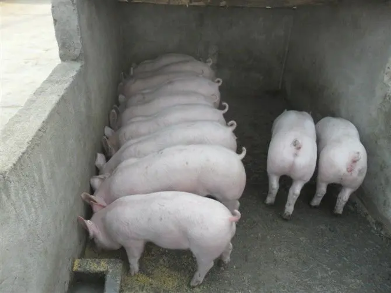 山东大型猪场常年供应良种三元仔猪，品种齐全，防疫到位