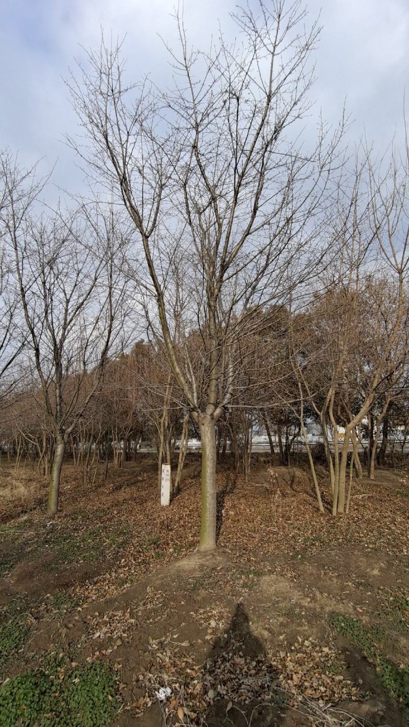 樱花大樱花染井结野高杆樱花晚樱樱花苗樱花树
