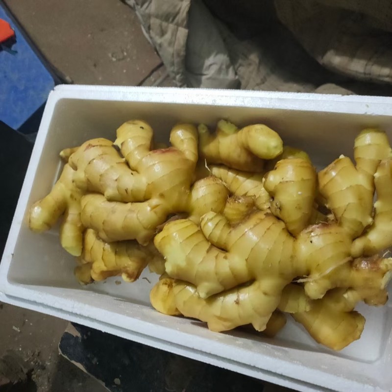 常年大量供应优质大黄姜，小黄姜，货源充足，品质保证