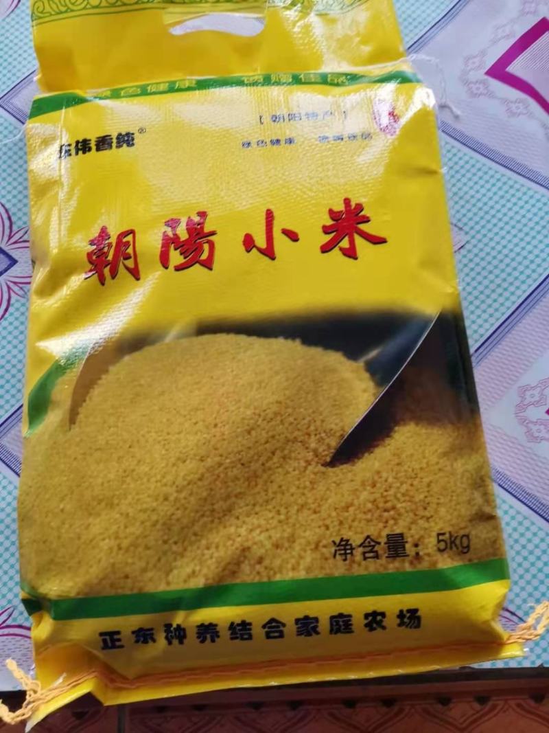 【精品黄小米】小米，品质保证，供应各地批发市场