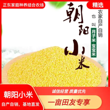 【精品黄小米】小米，品质保证，供应各地批发市场