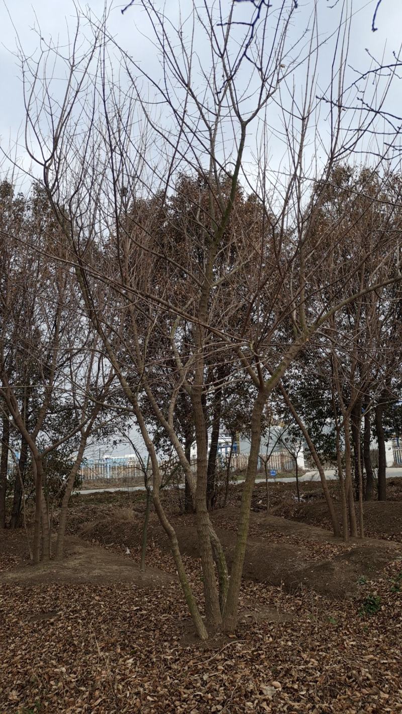「精」丛生五角枫五角枫苗五角枫树五角枫产地直发