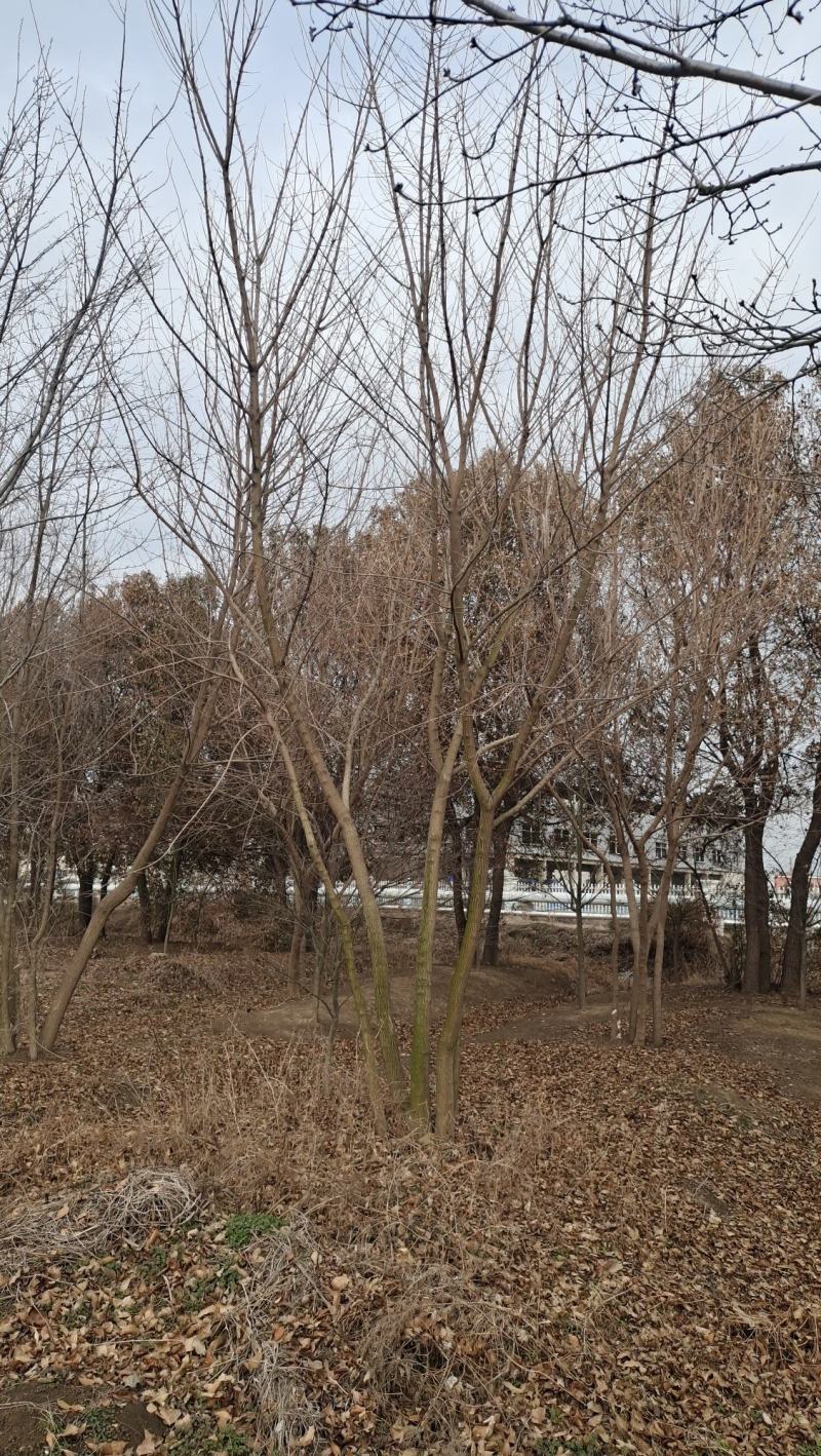 「精」丛生五角枫五角枫苗五角枫树五角枫产地直发