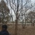 「精」丛生五角枫五角枫苗五角枫树五角枫产地直发