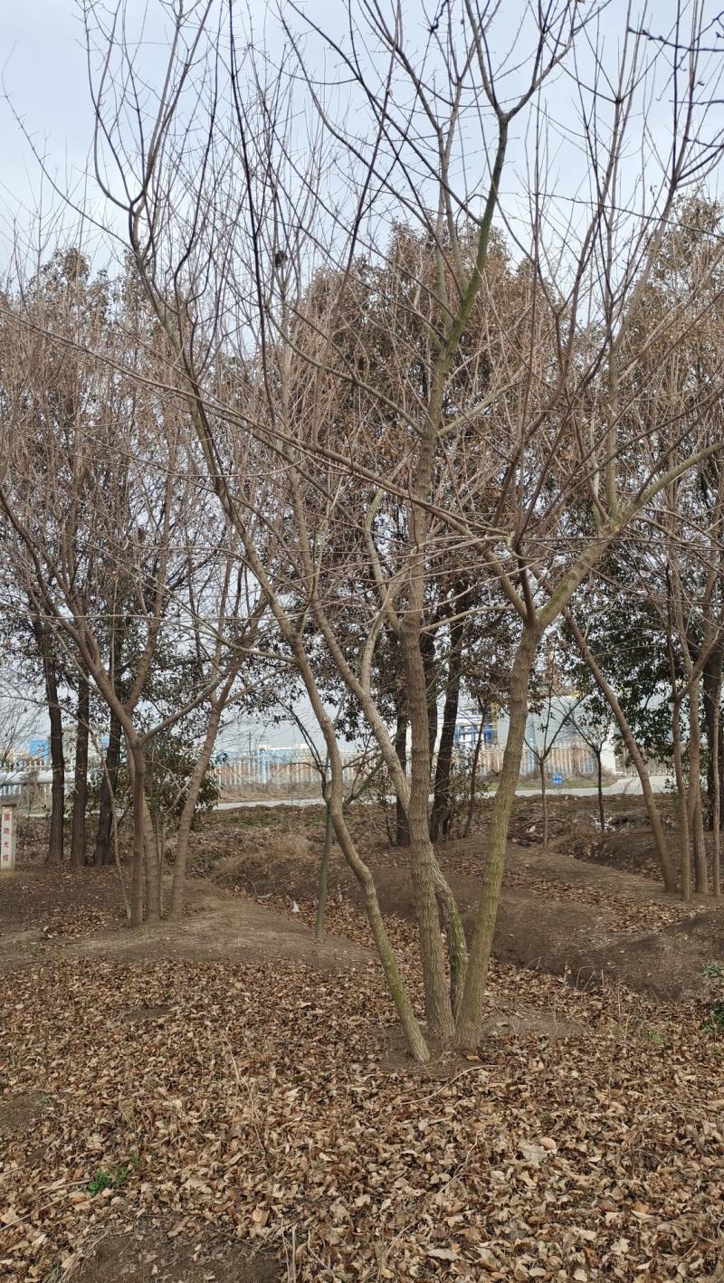 「精」丛生五角枫五角枫苗五角枫树五角枫产地直发