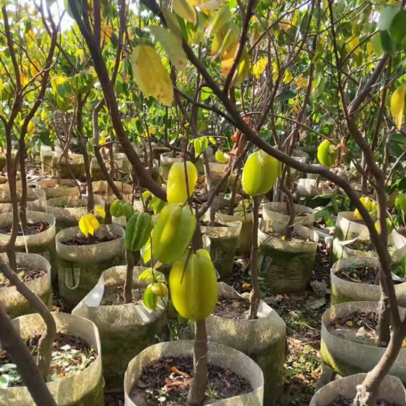 台湾蜜丝杨桃苗马来西亚甜庭院植物行道树木嫁接果树苗