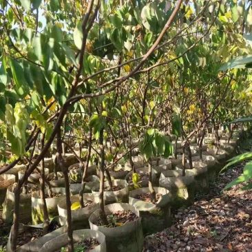 台湾蜜丝杨桃苗马来西亚甜庭院植物行道树木嫁接果树苗