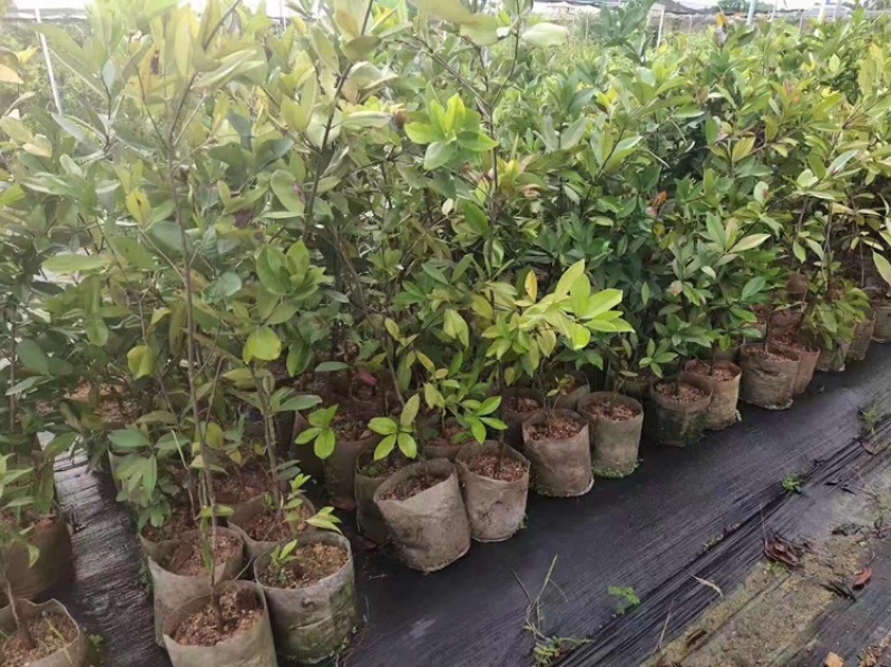樱桃苗巴西樱桃树苗大果黑玫瑰樱桃可盆栽地栽庭院种植
