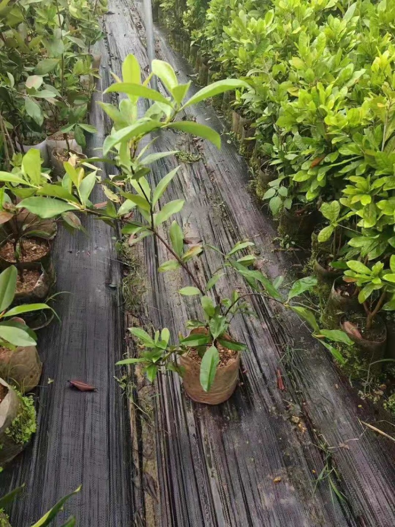 樱桃苗巴西樱桃树苗大果黑玫瑰樱桃可盆栽地栽庭院种植